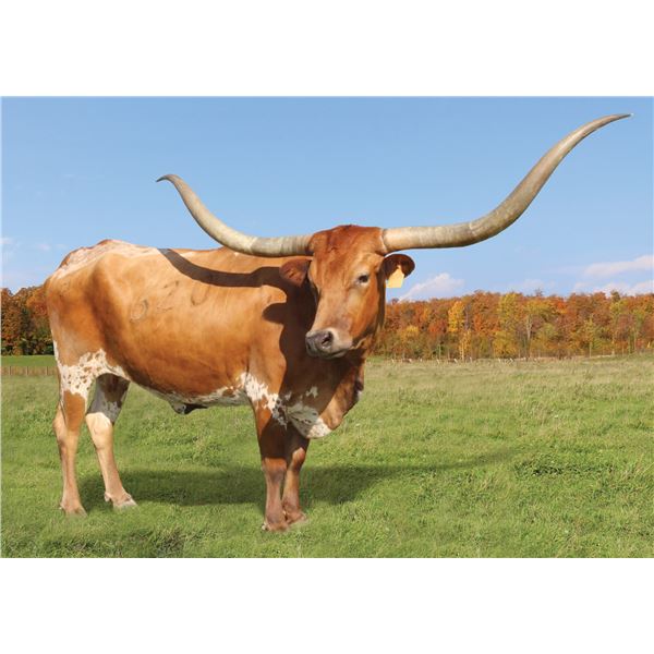 Snipers Queen EOT 1620