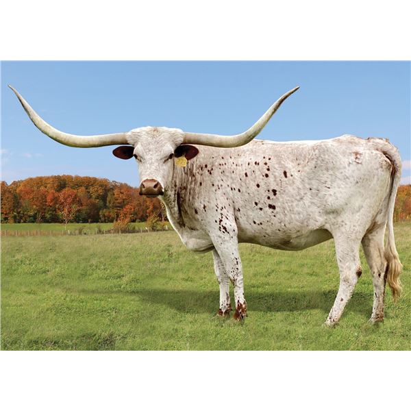 ECR MISS TEXAS SISSIE