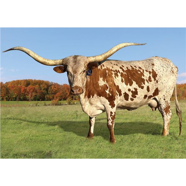 SR Clout's Daycee 973