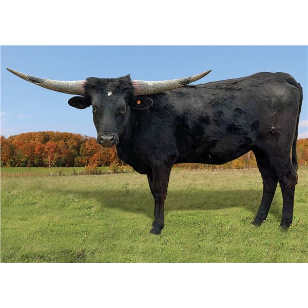 RL PCC She's Spot On