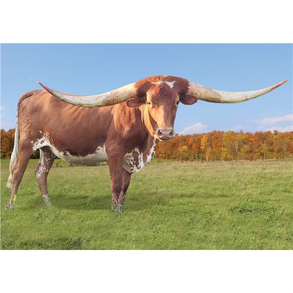 Dustys Lil Cowgirl HCL