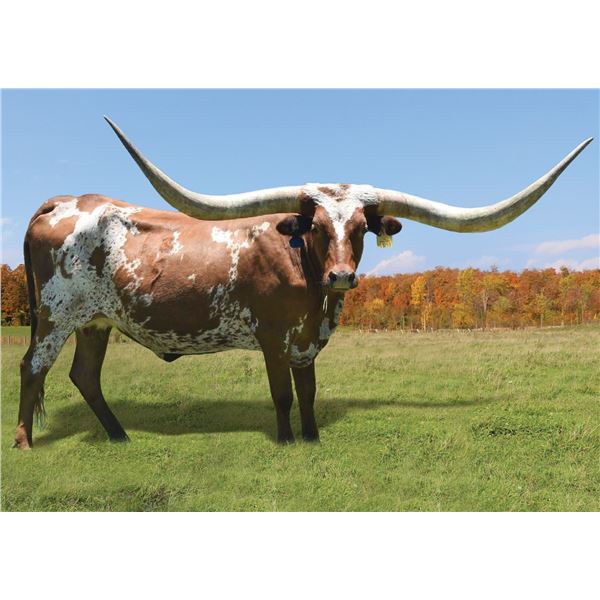 SCRATCH - HL Pretty Polly