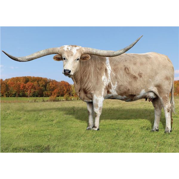 SCRATCH - DSCC GOLDEN ROD