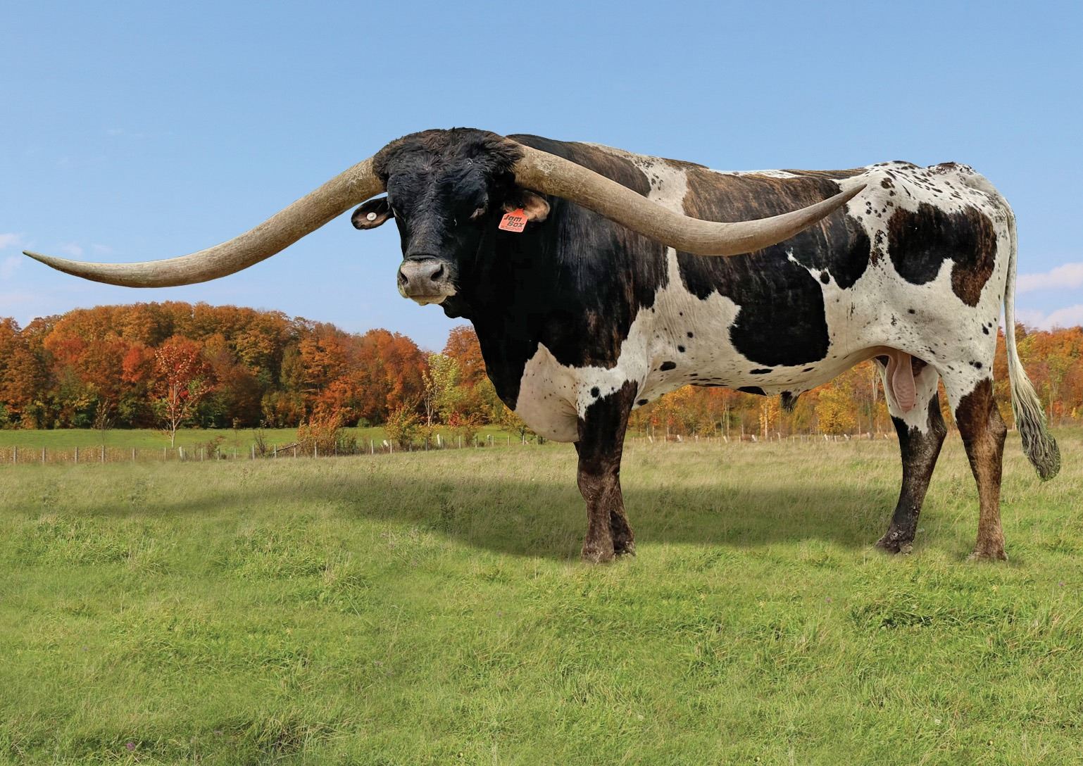 JAM BOX - Hired Hand Live