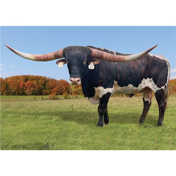 HUBBELLS ROMAN CROWN