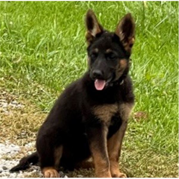 AKC registered DDR German Shepherd