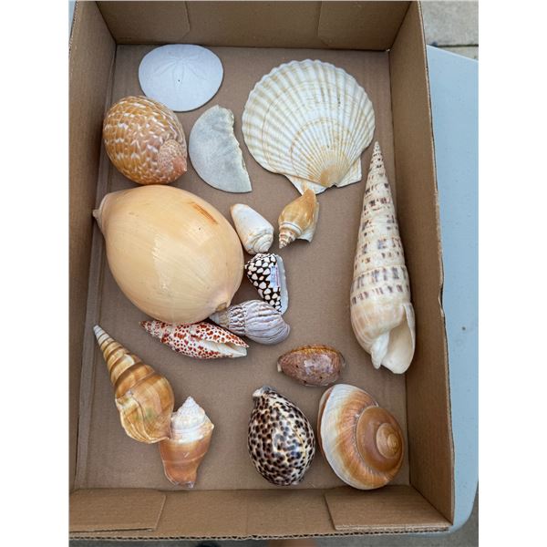 Assorted shells