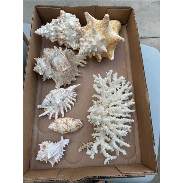 Coral and Shells