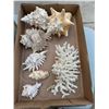 Image 1 : Coral and Shells