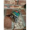 Image 1 : Curved wood turtle