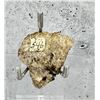 Image 2 : Gold on Quartz Montana Specimen