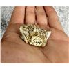 Image 3 : Native Gold in Quartz Montana Specimen