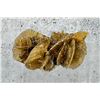 Image 1 : Angel Wing Golden Selenite Specimen