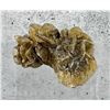 Image 2 : Angel Wing Golden Selenite Specimen