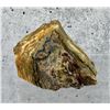 Image 1 : Agatized Fossilized Wood Specimen
