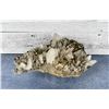 Image 2 : Iron Pyrite on Quartz Butte Montana Specimen