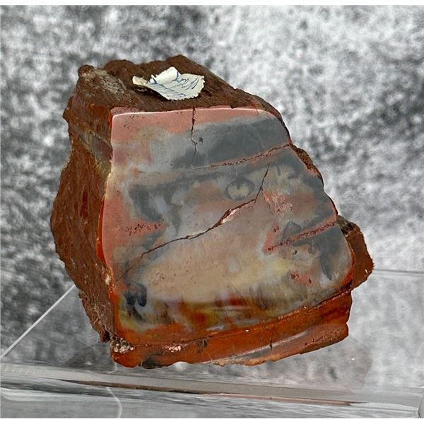Arizona Rainbow Petrified Wood Specimen