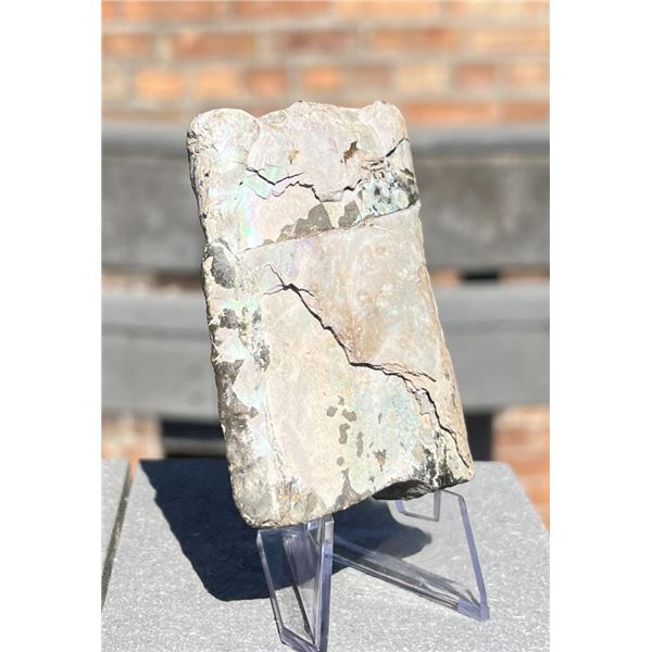 Iridescent Baculite Fossil