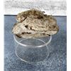 Image 2 : Bornite Chalcopyrite Butte Montana Specimen