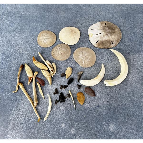 Group of Assorted Natural History Specimens