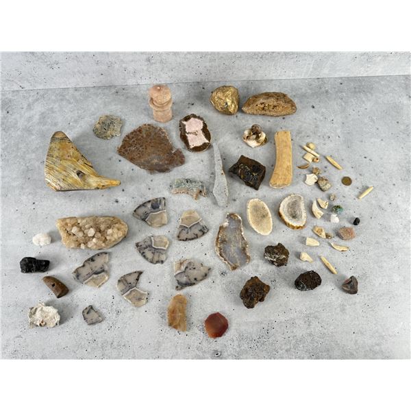 Collection of Natural History Specimens