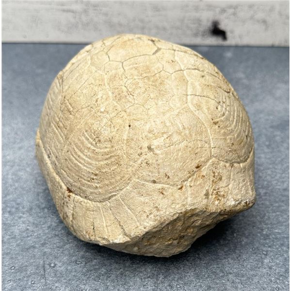 Kansuchelys Ovalis China Tortoise Turtle Fossil