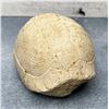 Image 1 : Kansuchelys Ovalis China Tortoise Turtle Fossil