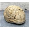 Image 2 : Kansuchelys Ovalis China Tortoise Turtle Fossil