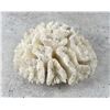 Image 1 : White Maze Brain Coral Specimen