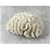 Image 2 : White Maze Brain Coral Specimen