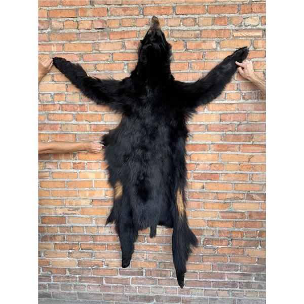 Taxidermy Montana Black Bear Hide