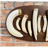 Image 2 : African Trophy Taxidermy Hippo Teeth Display