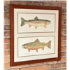 Image 1 : Eileen Klatt Montana Trout Prints