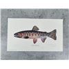 Image 1 : Joseph R Tomelleri Greenback Cutthroat Trout Print