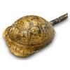 Image 2 : Vintage Handmade Turtle Guitar