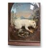 Image 2 : Unique Convex Glass Framed Taxidermy Rodent