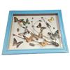 Image 1 : Framed Butterflies, Beetles, Scorpion, & More In Shadowbox