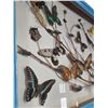 Image 2 : Framed Butterflies, Beetles, Scorpion, & More In Shadowbox