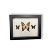 Image 1 : Framed Butterflies