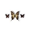 Image 2 : Framed Butterflies