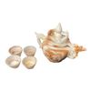 Image 1 : Vintage Carved Onyx Dragon Motif Teapot & 4 Cups