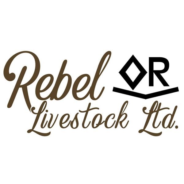 11 Black Simmental & Black MAX Influence Bred Heifers