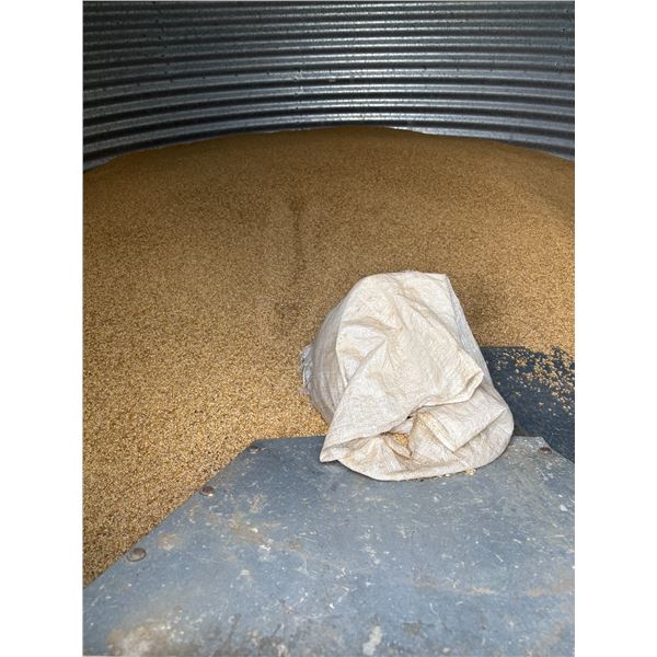 Approx. 175-200 Bu of clean barley