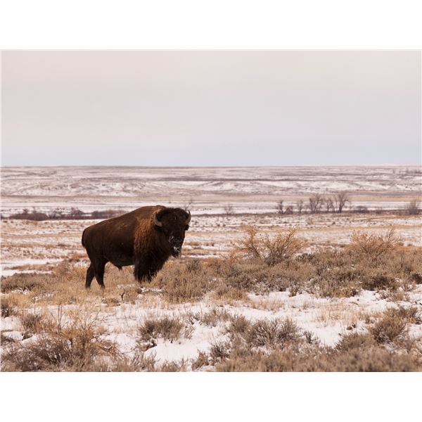 Bison Harvest