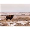 Image 1 : Bison Harvest