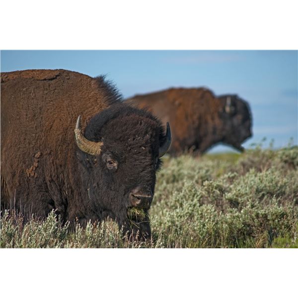 Bison Harvest