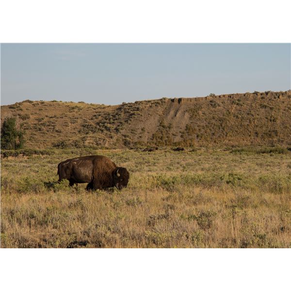 Bison Harvest