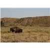 Image 1 : Bison Harvest