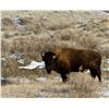 Image 4 : Bison Harvest