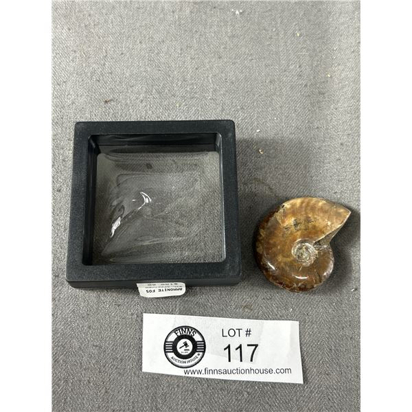 Nicely Polished 1.5" Ammonite Fossil Specimen. Retails $180.00